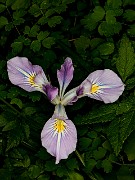 Iris tenax - Oregon Iris 19-4231